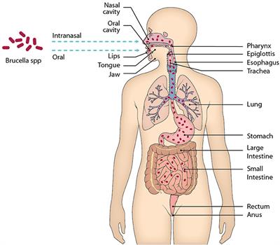 Immune Response to Mucosal Brucella Infection